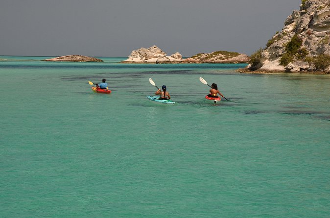 Kayak Eco Tour - Iguanas, Birds, and the Quiet Science of Coastal Ecology