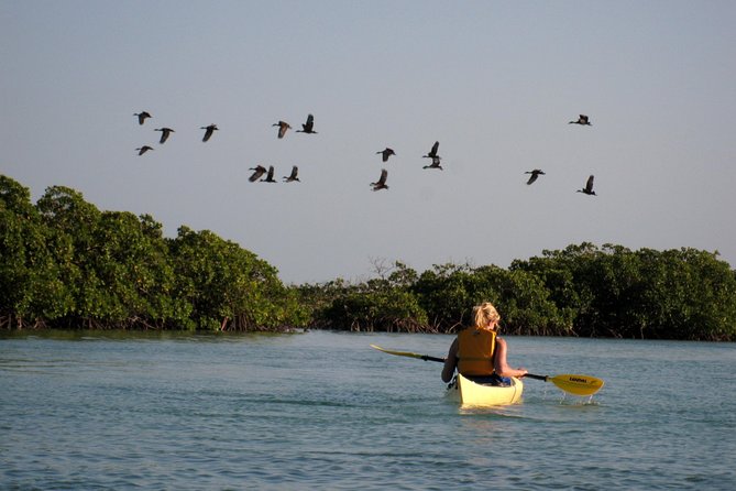 Kayak Eco Tour - Small Group Size, Beginner-Friendly Pacing, and Who It Fits