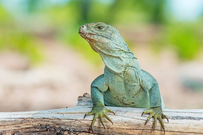 Mangrove Cay and Iguana Island Tours - Little Water Cay and Iguana Island: where the beach feels ancient