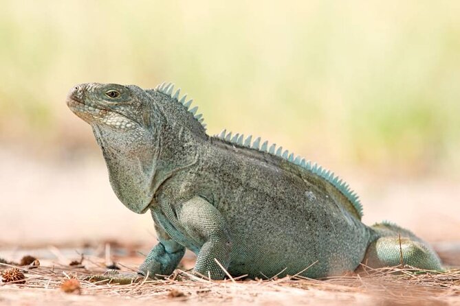 Mangrove Cay and Iguana Island Tours - Paddling style: towed, then paddled, guided spotting