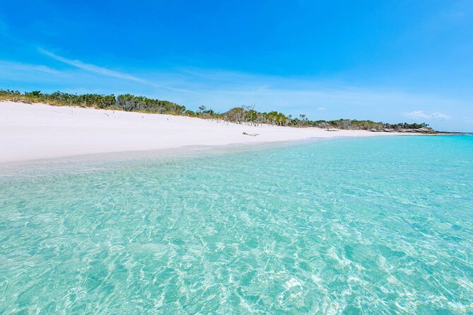 Mangrove Cay and Iguana Island Tours - Iguanas, turtles, sharks, conch: what to photograph and how