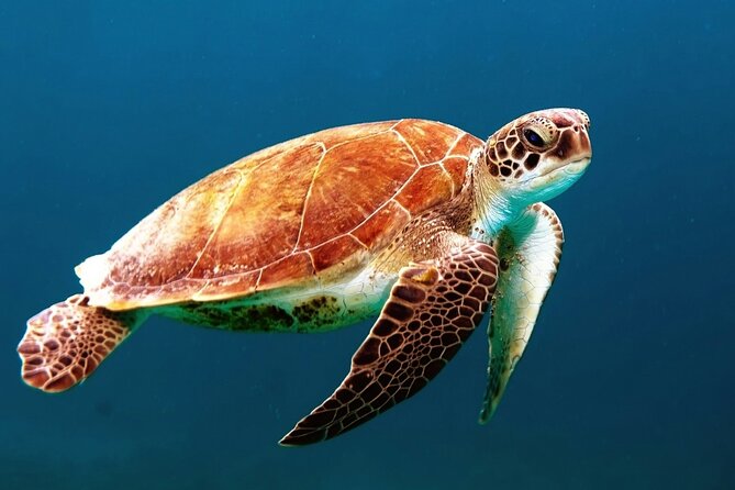 Mangrove Cay And Iguana Island Venture In Turks And Caicos Island - Key things to know before you go
