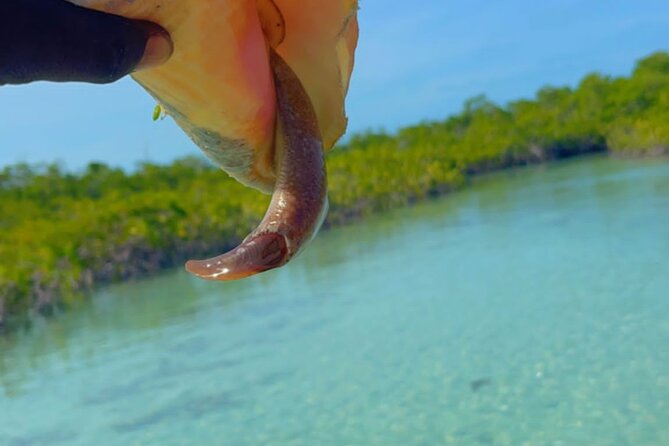 Mangrove Cay And Iguana Island Venture In Turks And Caicos Island - Where the tour starts at Leeward Beach, and what “orientation” feels like