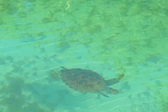 Mangrove Cay And Iguana Island Venture In Turks And Caicos Island - Iguana Island and Mangrove Cay: what the ecosystem experience really means
