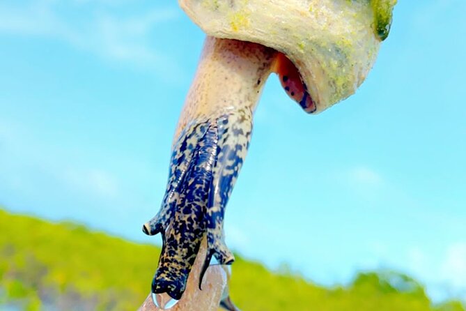Mangrove Cay And Iguana Island Venture In Turks And Caicos Island - Price and value: is $145 worth it for 3 hours?