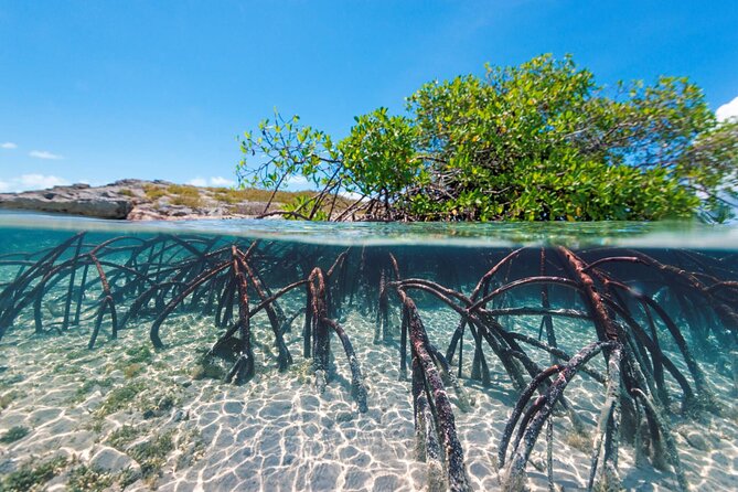 Mangrove Cay Tour - Paddle and Wildlife Viewing: What You Actually Do in the Mangroves