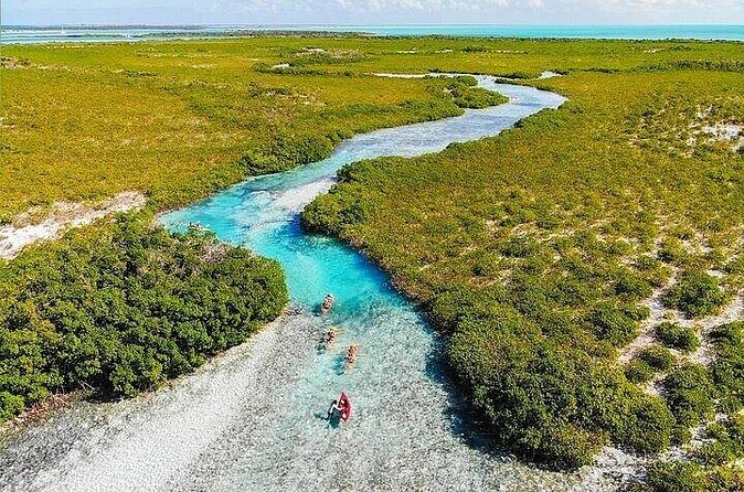 Mangrove Cay Tour - Wildlife Highlights You Can Plan Around (And What to Watch for)