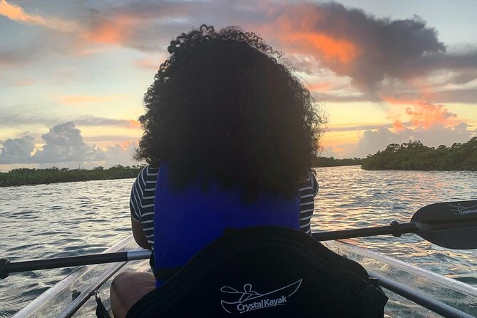 Mangrove Clear Kayak Tour - Wildlife You Can Actually Spot, Not Just Hope For