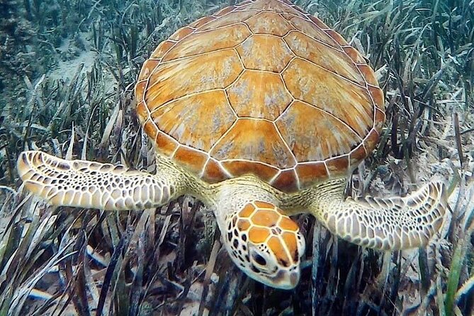 Mangrove Clear Kayak Tour - Clear Kayaks: The Best View, With Two Practical Caveats
