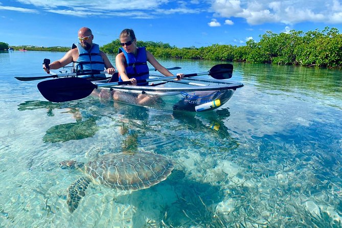Mangrove & Iguana Clear Kayak Tour - Key things to know before you go