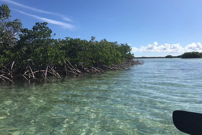 Mangrove & Iguana Clear Kayak Tour - The 2.5-Hour Plan, and Why It Feels Longer Than It Is
