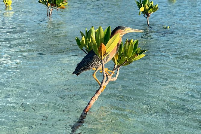 Mangrove & Iguana Clear Kayak Tour - The Iguana Island Leg: Rock Iguanas, Birds, and Conch Facts