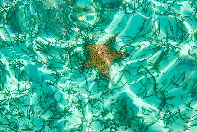 Mangrove & Iguana Clear Kayak Tour - Guides, Safety Gear, and the Real Meaning of a Small Group