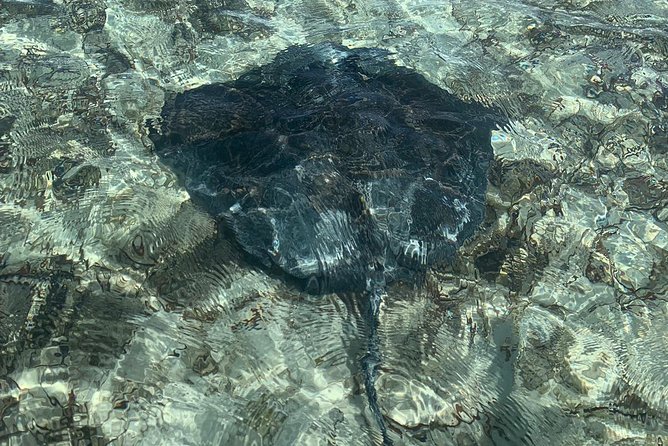 Mangrove & Iguana Clear Kayak Tour - Paddling Effort: Easy for Most, but Wind Can Change Everything