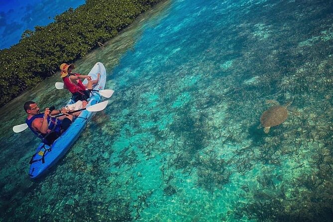 Mangrove & iguana Tour - Quick hits before you go