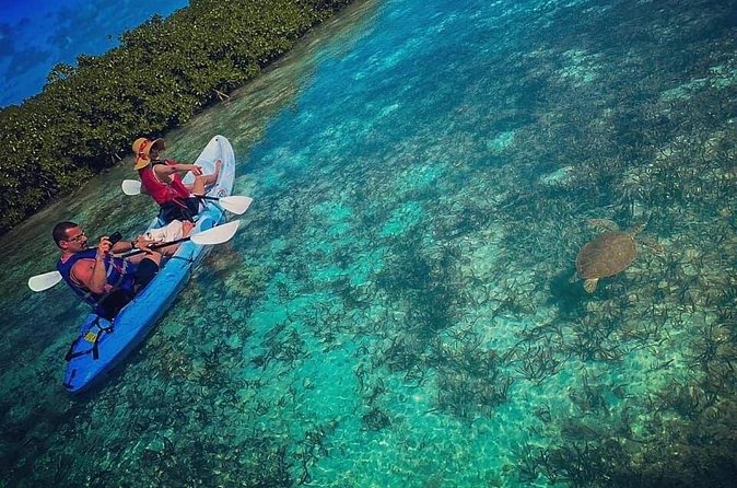 Mangrove & iguana Tour - Why Little Water Cay and the Mangroves Fit Together