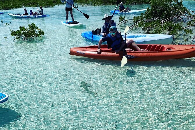 Mangroves Kayak Tour - What You’re Really Doing in the Mangroves of Providenciales