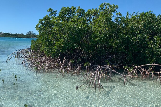 Mangroves Kayak Tour - Price and Value: Is $100 Per Person Fair?