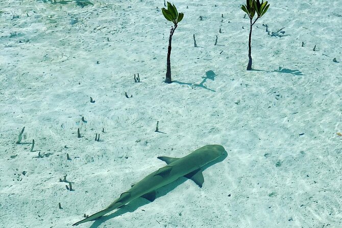 Mangroves Stand-Up Paddleboard Tour - Your 2 Hours on the Water, Broken Into Real Moments