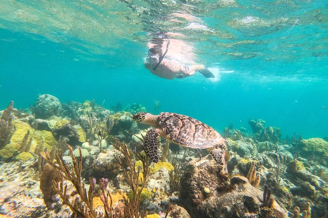 Morning Half Day Cruise from Providenciales with Snorkeling and Iguana Island - Quick hits before you go