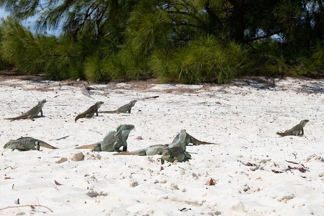 Morning Half Day Cruise from Providenciales with Snorkeling and Iguana Island - Getting on the boat: pickup, check-in, and how not to waste time