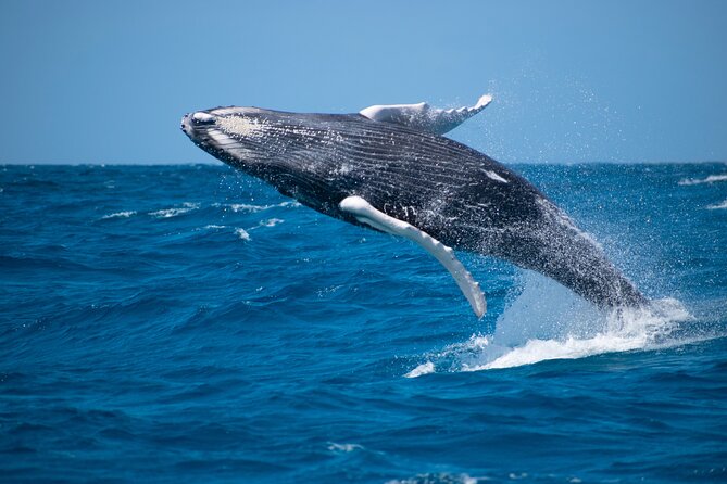 Private Whale Watching Charter (Grand Turk) - Why Grand Turk Puts You in the Humpback Zone