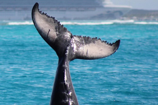 Private Whale Watching Charter (Grand Turk) - Private Catamaran Setup: Transfers, Snorkel Gear, and Onboard Comfort