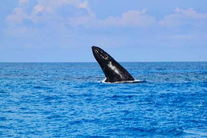 Private Whale Watching Charter (Grand Turk) - The Whale Swim Option: What It Means and How to Set Expectations