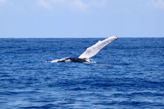 Private Whale Watching Charter (Grand Turk) - Price and Value: Paying $1,000 Per Person for Privacy and Included Extras