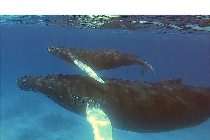 Private Whale Watching Charter (Grand Turk) - Who This Charter Fits Best in Turks and Caicos