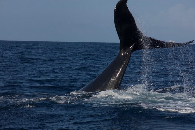 Private Whale Watching Charter (Grand Turk) - Making It Work: Practical Advice for a Smooth Day on the Water