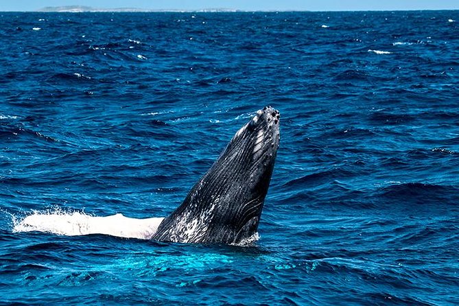 Private Whale Watching Charter (Grand Turk) - Should You Book This Grand Turk Private Whale Watching Charter?