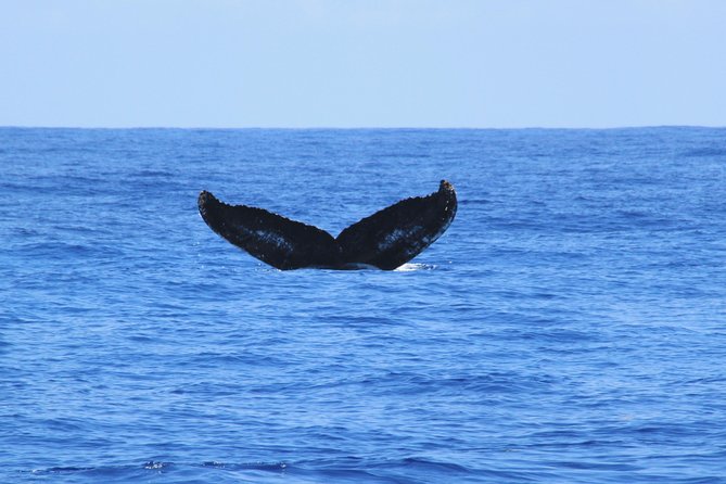 Private Whale Watching Charter (Grand Turk) - The 3.5 Hour Experience: How Your Time on the Water Likely Flows