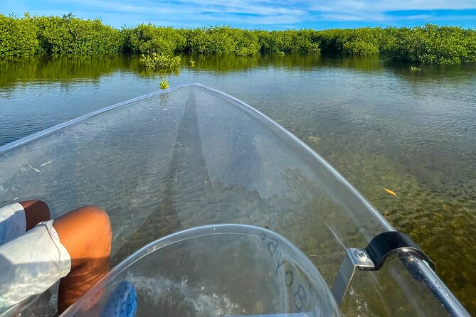Sip & Sea Mangrove Glass Boat Tour Grand Turk Island - North Creek mangroves from a clear-bottom boat (and why it changes everything)
