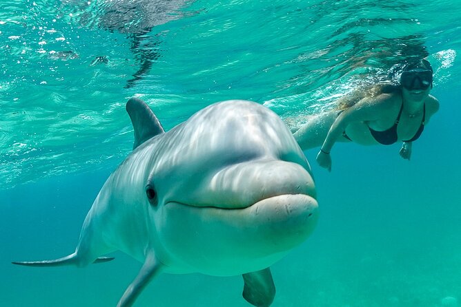 Snorkel Eco Tour - Key highlights worth planning around