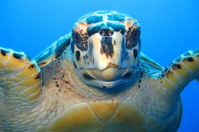 Snorkel Eco Tour - Practical tips so you actually enjoy all three reef stops