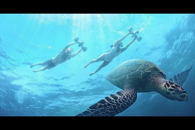 Snorkeling with Sea Scooters and Sea Adventure - Offshore - Turks and Caicos Marine Life You Can Aim to See