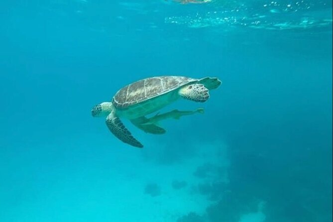 Snorkeling with Sea Scooters and Sea Adventure - Offshore - Value for $189: What’s Included and What You Are Paying For