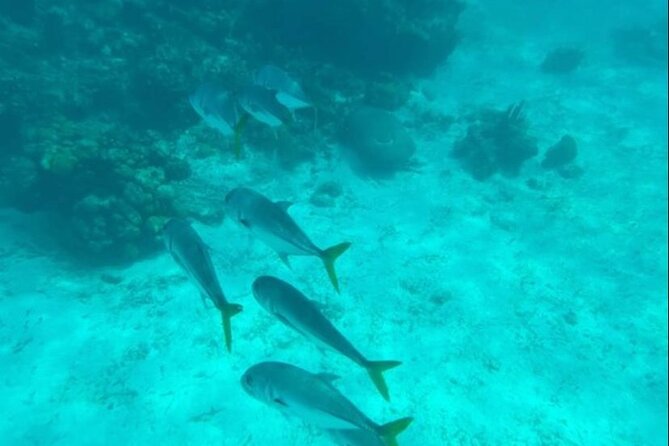 Snorkeling with Sea Scooters and Sea Adventure - Offshore - Gear You Get, and How to Use It for Better Photos