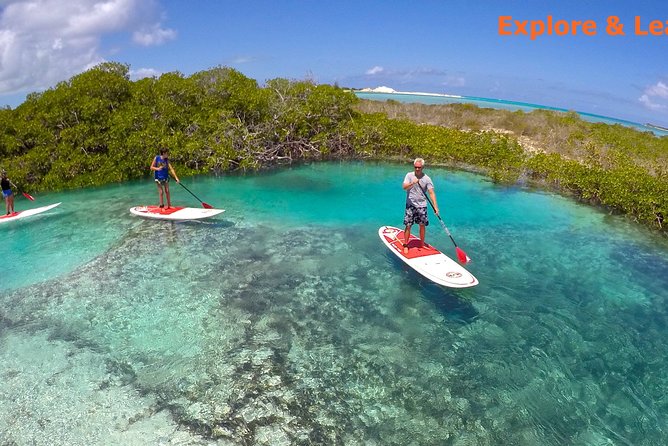 Turtle Eco Tour on Stand-Up Paddleboards or Kayaks into the National Marine Park - SUP or kayak into the National Marine Park: which you should pick