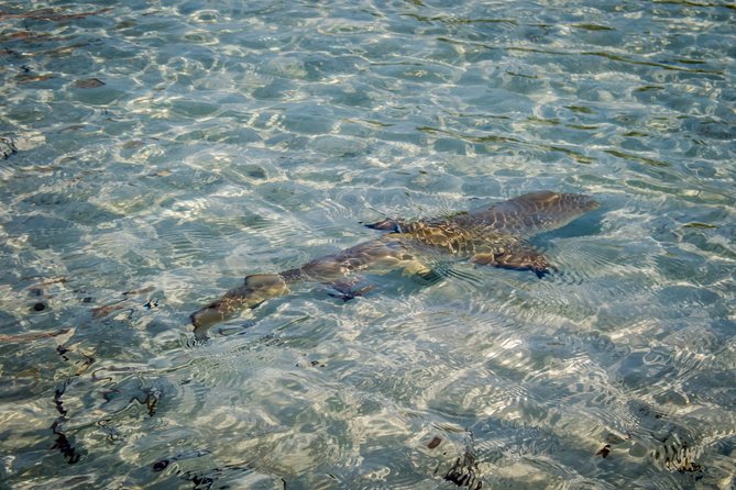 Turtle Eco Tour on Stand-Up Paddleboards or Kayaks into the National Marine Park - Stop in the mangroves: the route through shallow “ultramarine” channels