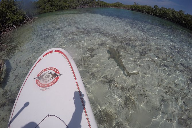 Turtle Eco Tour on Stand-Up Paddleboards or Kayaks into the National Marine Park - Price and value in Turks and Caicos SUP tours: what you’re paying for