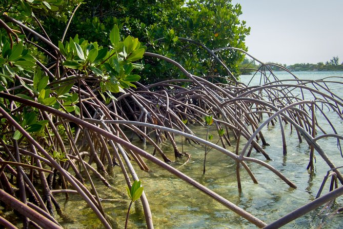 Turtle Eco Tour on Stand-Up Paddleboards or Kayaks into the National Marine Park - Who should book this (and who should think twice)