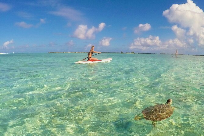 Turtle Eco Tour on Stand-Up Paddleboards or Kayaks into the National Marine Park - Practical tips so your trip goes smoothly